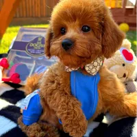 Rolex, a male Maltipoo for sale in Houston, TX – Photo 2 of 8