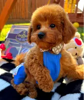 processed/eebacb90-fed6-4e5f-a672-2608029e469a/listing/fafadf53-9bb1-4fe6-be34-9ddf0d0f880e/9d8eed45-d8e2-4dff-82e5-e25d31b4006e