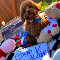 Rolex, a male Maltipoo for sale in Houston, TX – Photo 3 of 8