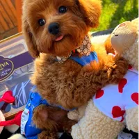 Rolex, a male Maltipoo for sale in Houston, TX – Photo 4 of 8