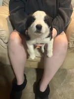 Sleepy, a male Border Collie for sale in Mercer, PA – Photo 3 of 3