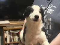 Sleepy, a male Border Collie for sale in Mercer, PA – Photo 1 of 3