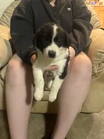 Happy, a male Border Collie for sale in Mercer, PA – Photo 2 of 2