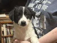 Happy, a male Border Collie for sale in Mercer, PA – Photo 1 of 2