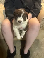 Happy, a male Border Collie for sale in Mercer, PA – Photo 2 of 2