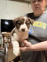 Happy, a male Border Collie for sale in Mercer, PA – Photo 1 of 2