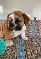 Meatball , a male English Bulldog for sale in Hamilton, OH – 3 of 3