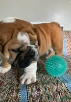 Meatball , a male English Bulldog for sale in Hamilton, OH – 2 of 3