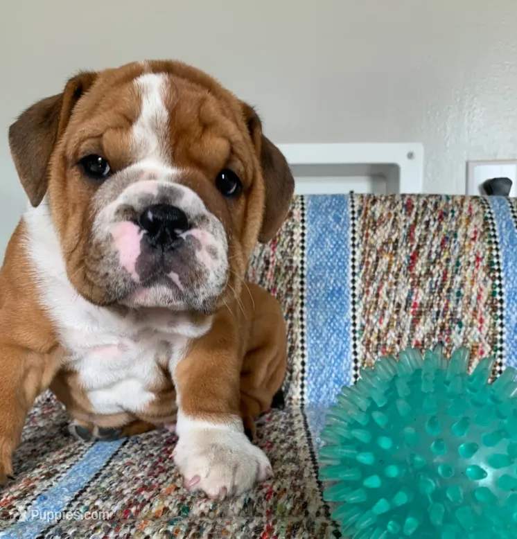 T-Bone – English Bulldog puppy for sale in Hamilton, OH