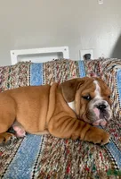 T-Bone, a male English Bulldog for sale in Hamilton, OH – 2 of 3