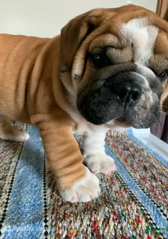 Meatball  – English Bulldog puppy for sale in Hamilton, OH
