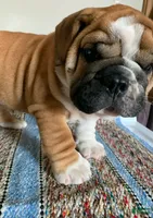 Meatball , a male English Bulldog for sale in Hamilton, OH – 1 of 3