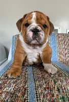 T-Bone, a male English Bulldog for sale in Hamilton, OH – 3 of 3