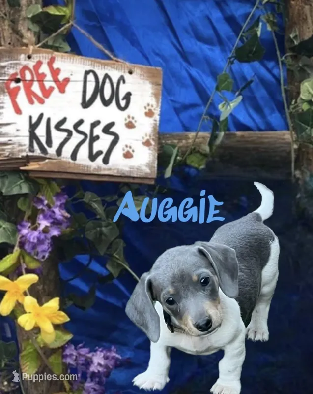 Auggie – Miniature Dachshund puppy for sale in Chickamauga, GA