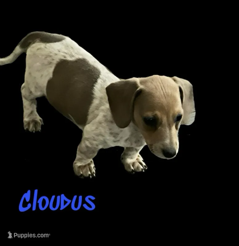 Cloudus – Miniature Dachshund puppy for sale in Chickamauga, GA