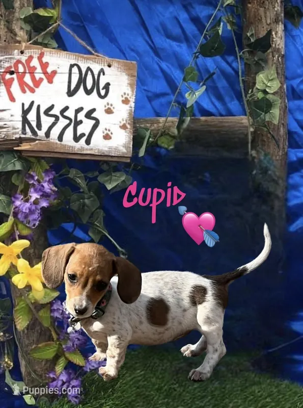 Cupid – Miniature Dachshund puppy for sale in Chickamauga, GA