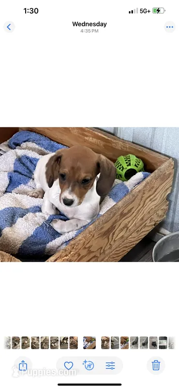 Howie – Miniature Dachshund puppy for sale in Chickamauga, GA