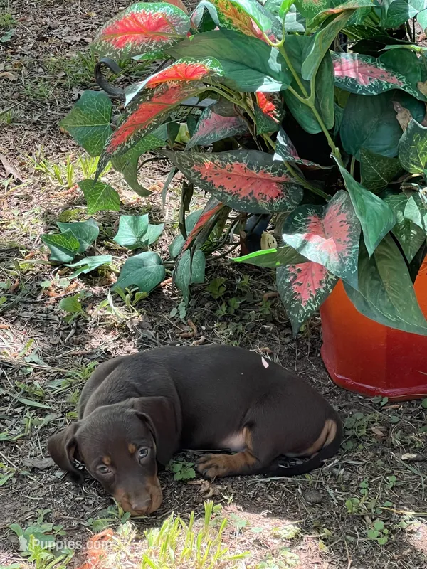 Max – Miniature Dachshund puppy for sale in Chickamauga, GA