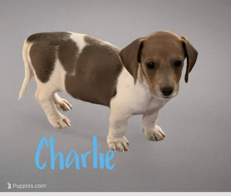 Charlie – Miniature Dachshund puppy for sale in Chickamauga, GA