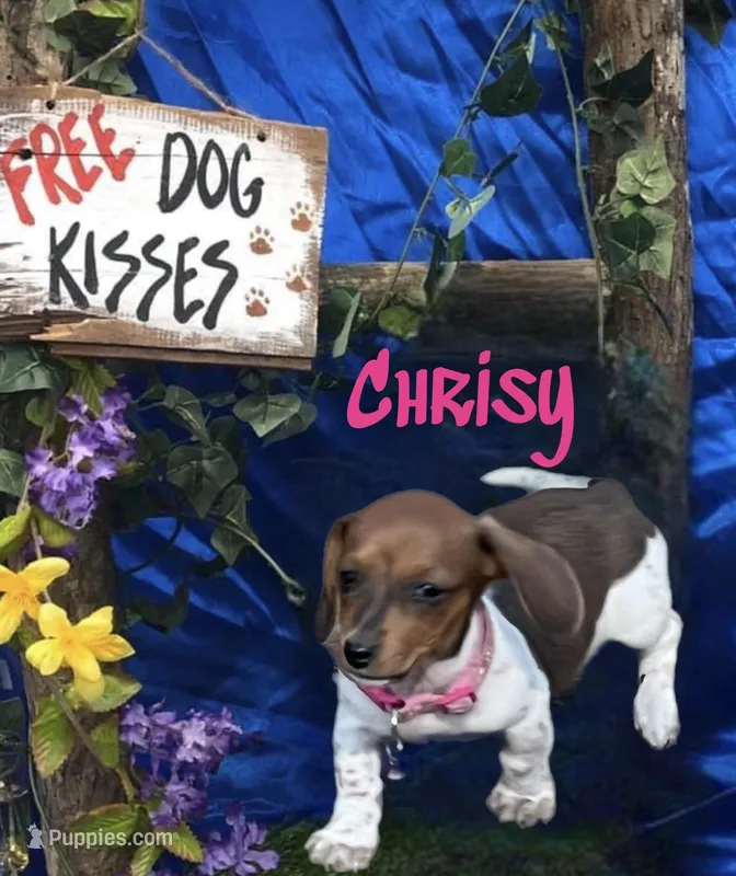 Chrisy – Miniature Dachshund puppy for sale in Chickamauga, GA