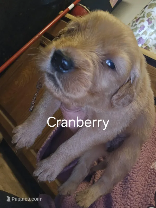Cranberry – Golden Retriever puppy for sale in Cassville, PA