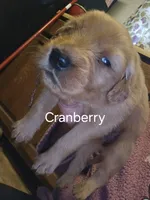 Cranberry, a female Golden Retriever for sale in Cassville, PA – 1 of 4