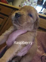 Cranberry, a female Golden Retriever for sale in Cassville, PA – 4 of 4