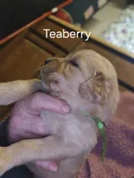 Cranberry, a female Golden Retriever for sale in Cassville, PA – 3 of 4