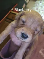 Cranberry, a female Golden Retriever for sale in Cassville, PA – 2 of 4