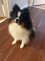 Oreo, a male Pomeranian for sale in Boca Raton, FL – 3 of 3