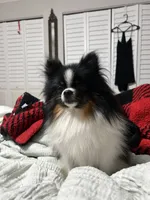 Oreo, a male Pomeranian for sale in Boca Raton, FL – 1 of 3