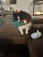 Oreo, a male Pomeranian for sale in Boca Raton, FL – 2 of 3