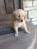 Clarke , a male Golden Retriever for sale in Pacific, MO – Photo 2 of 2