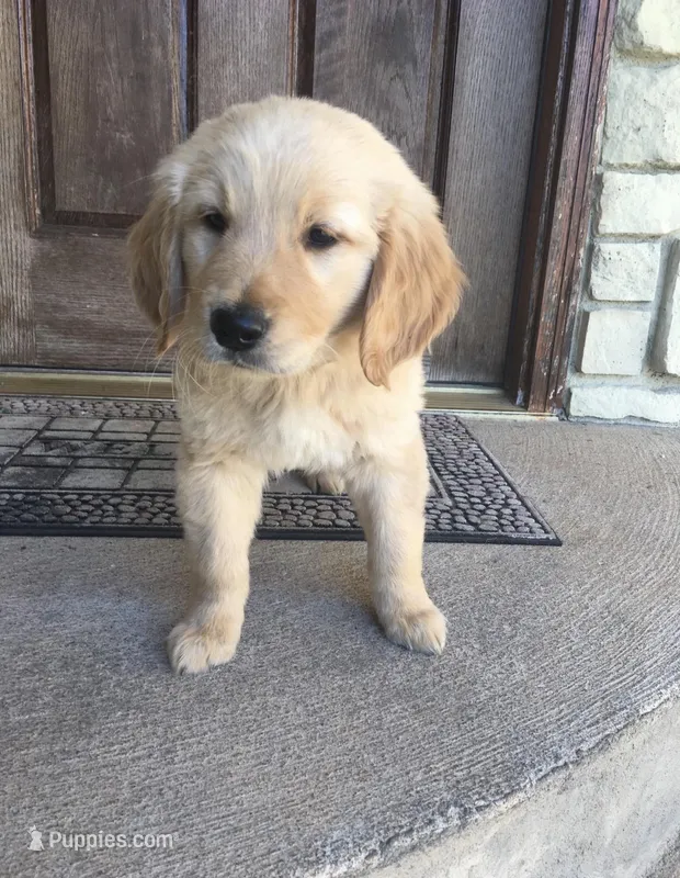Clarke  – Golden Retriever puppy on hold in Pacific, MO