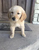 Clarke , a male Golden Retriever for sale in Pacific, MO – Photo 1 of 2