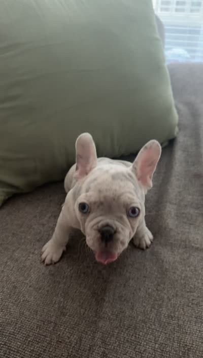 Ghost, a male French Bulldog for sale in Raleigh, NC – 4 of 4