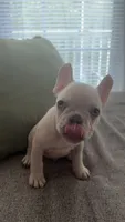 Snow, a male French Bulldog for sale in Raleigh, NC – 3 of 4
