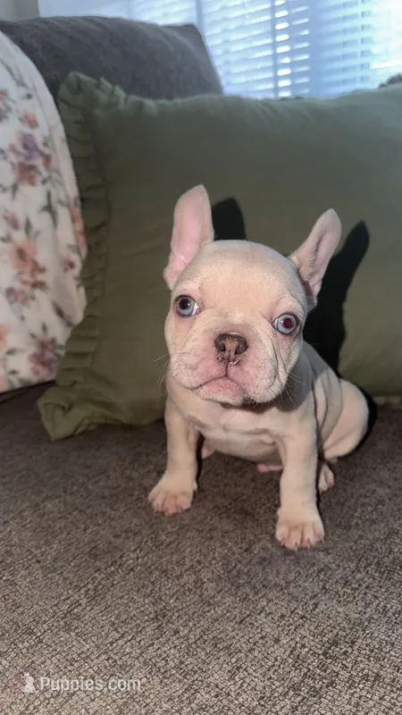 Snow – French Bulldog puppy for sale in Raleigh, NC