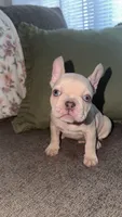 Snow, a male French Bulldog for sale in Raleigh, NC – 1 of 4