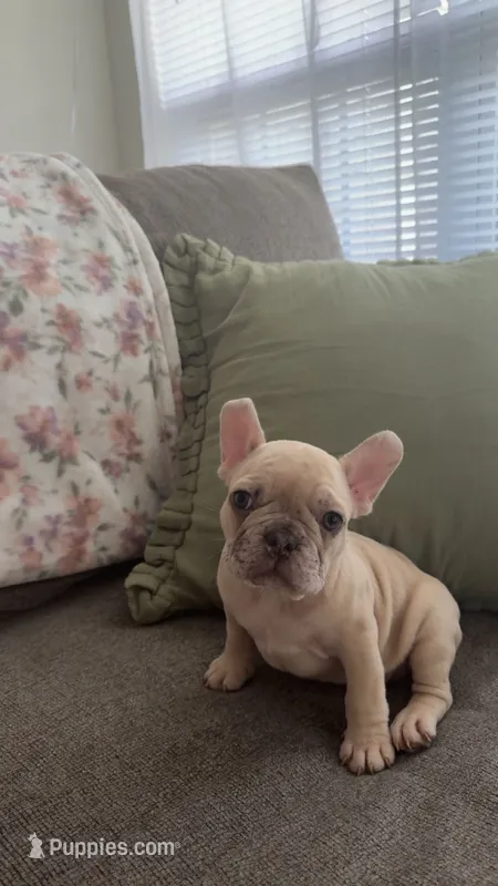 Waffle – French Bulldog puppy for sale in Raleigh, NC