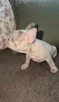 Ghost, a male French Bulldog for sale in Raleigh, NC – 3 of 4