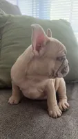 Waffle, a male French Bulldog for sale in Raleigh, NC – 3 of 4