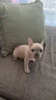 Milo, a male French Bulldog for sale in Raleigh, NC – 4 of 4