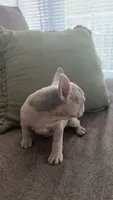Ghost, a male French Bulldog for sale in Raleigh, NC – 2 of 4