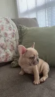 Waffle, a male French Bulldog for sale in Raleigh, NC – 2 of 4