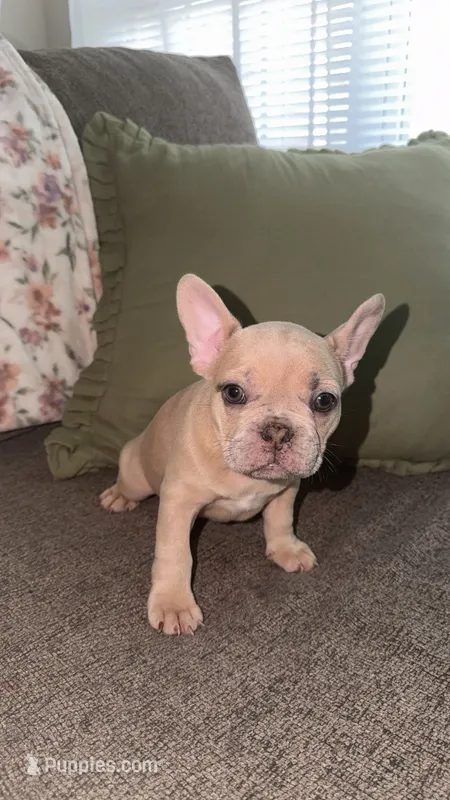 Milo – French Bulldog puppy for sale in Raleigh, NC