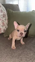 Milo, a male French Bulldog for sale in Raleigh, NC – 1 of 4