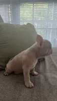 Milo, a male French Bulldog for sale in Raleigh, NC – 3 of 4