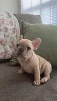 Waffle, a male French Bulldog for sale in Raleigh, NC – 4 of 4