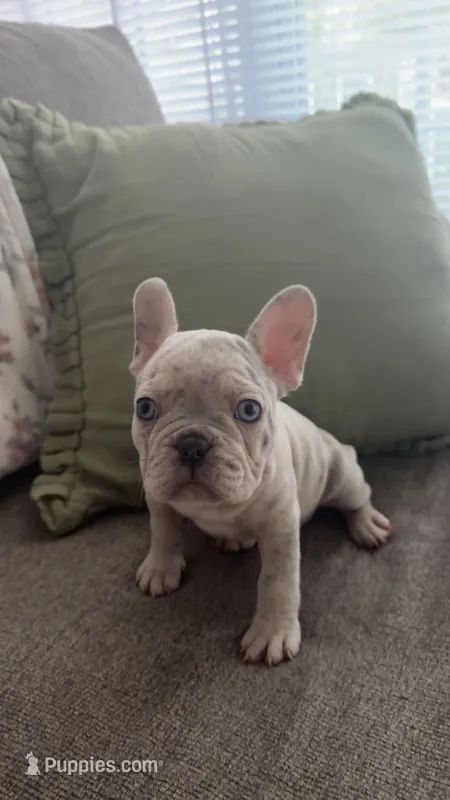 Ghost – French Bulldog puppy for sale in Raleigh, NC